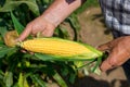 The gardener is holding a ripe ear of corn Royalty Free Stock Photo