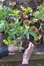 gardener holding tomato seedling ready to be planted in garden Royalty Free Stock Photo