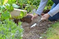 Gardener holding a tomato seedling to planting in garden Royalty Free Stock Photo