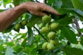 Gardener holding walnuts ripen on a branch in the garden.