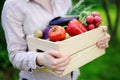 Gardener holding wooden crate with fresh organic vegetables from farm Royalty Free Stock Photo