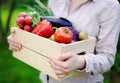 Gardener holding wooden crate with fresh organic vegetables from farm Royalty Free Stock Photo