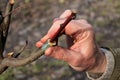 Gardener holds branch of fruit tree in his hand with finished grafting. Closeup.