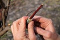 Gardener holds branch of fruit tree in his hands with finished grafting. Closeup.
