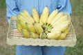 Gardener holds bunch of yellow ripe organic cultivated bananas in basket. Royalty Free Stock Photo