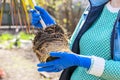 Gardener holds in hands home plant prepared for transplanting into a new pot. Repotting of plant showing roots in soil shaped like Royalty Free Stock Photo