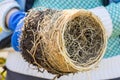 Gardener holds in hands home plant prepared for transplanting into a new pot. Repotting of plant showing roots in soil shaped like