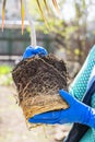 Gardener holds in hands home plant prepared for transplanting into a new pot. Repotting of plant showing roots in soil shaped like Royalty Free Stock Photo