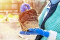 Gardener holds in hands home plant prepared for transplanting into a new pot. Repotting of plant showing roots in soil shaped like Royalty Free Stock Photo