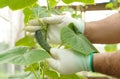 The gardener holds in his hands a cucumber growing in a greenhouse. Royalty Free Stock Photo