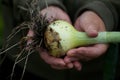 Gardener holds large onion