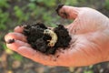 Gardener holds larva of cockchafer beetle in his hand.