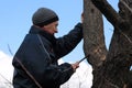 Gardener holds rejuvenating pruning of old fruit tree. Royalty Free Stock Photo