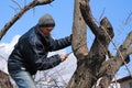 Gardener holds rejuvenating pruning of old fruit tree. Royalty Free Stock Photo