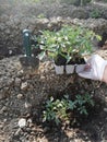 The gardener holds the seedlings in his hand,spring preparation of planting vegetables in the garden