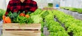 A gardener holds wooden crate with various organic vegetables. vegetable garden background Royalty Free Stock Photo