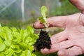A gardener holing a lettuce plant