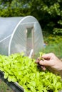 A gardener holing a lettuce plant