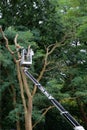 A horticulturist in a hydraulic hoist is cutting back a big tree