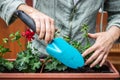 Woman is using shovel for planting geranium into flower pot