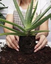 The gardener inspects the root system of the plant. Checking the roots of a houseflower Royalty Free Stock Photo
