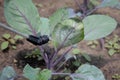 A gardener inspects young plants that have been struck by the whitefly. The use of insecticides in agriculture