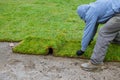 Gardener installing natural grass turf professional installer beautiful lawn field