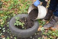 Gardener insulate roses bush with dirt. Winter protection for garden roses bush with peat and old car tires