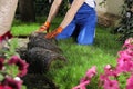 Gardener laying grass sod on backyard, closeup Royalty Free Stock Photo