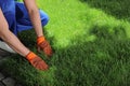 Gardener laying grass sod on backyard, closeup Royalty Free Stock Photo