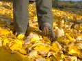 Gardener legs with rubbery boots walk in bright yellow leaves Royalty Free Stock Photo