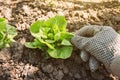 Gardener and lettuce green salad vegetable head in garden