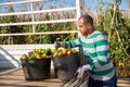 Gardener loading buckets with picked tomatoes in truck