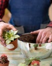 Gardener making, planting terrariums