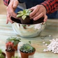 Gardener making, planting terrariums