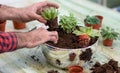 Gardener making, planting terrariums