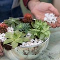 Gardener making, planting terrariums