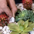 Gardener making, planting terrariums