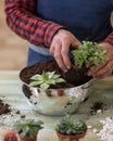 Gardener making, planting terrariums