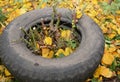 Gardener making shelter for roses winter protection with dirt and car tire. Insulate roses for winter