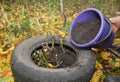 Gardener making shelter for roses winter protection with dirt and car tire. Insulate roses for winter