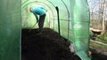 Gardener man level soil with raker tool in hothouse. 4K