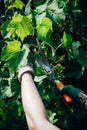 Gardener man& x27;s hands in gloves pruning grapes