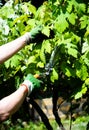 Gardener man& x27;s hands in gloves pruning grapes