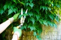 Gardener man& x27;s hands in gloves pruning grapes