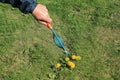 Gardener manually removes weeds on lawn with roots removers tool Royalty Free Stock Photo