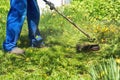 The gardener mows the grass with a trimmer in the garden