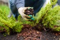 Gardener mulching with pine bark juniper plants in the yard. Seasonal works in the garden. Landscape design Royalty Free Stock Photo