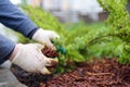 Gardener mulching with pine bark juniper plants in the yard. Seasonal works in the garden. Landscape design