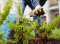 Gardener mulching with pine bark juniper plants in the yard. Seasonal works in the garden. Landscape design. Ornamental shrub